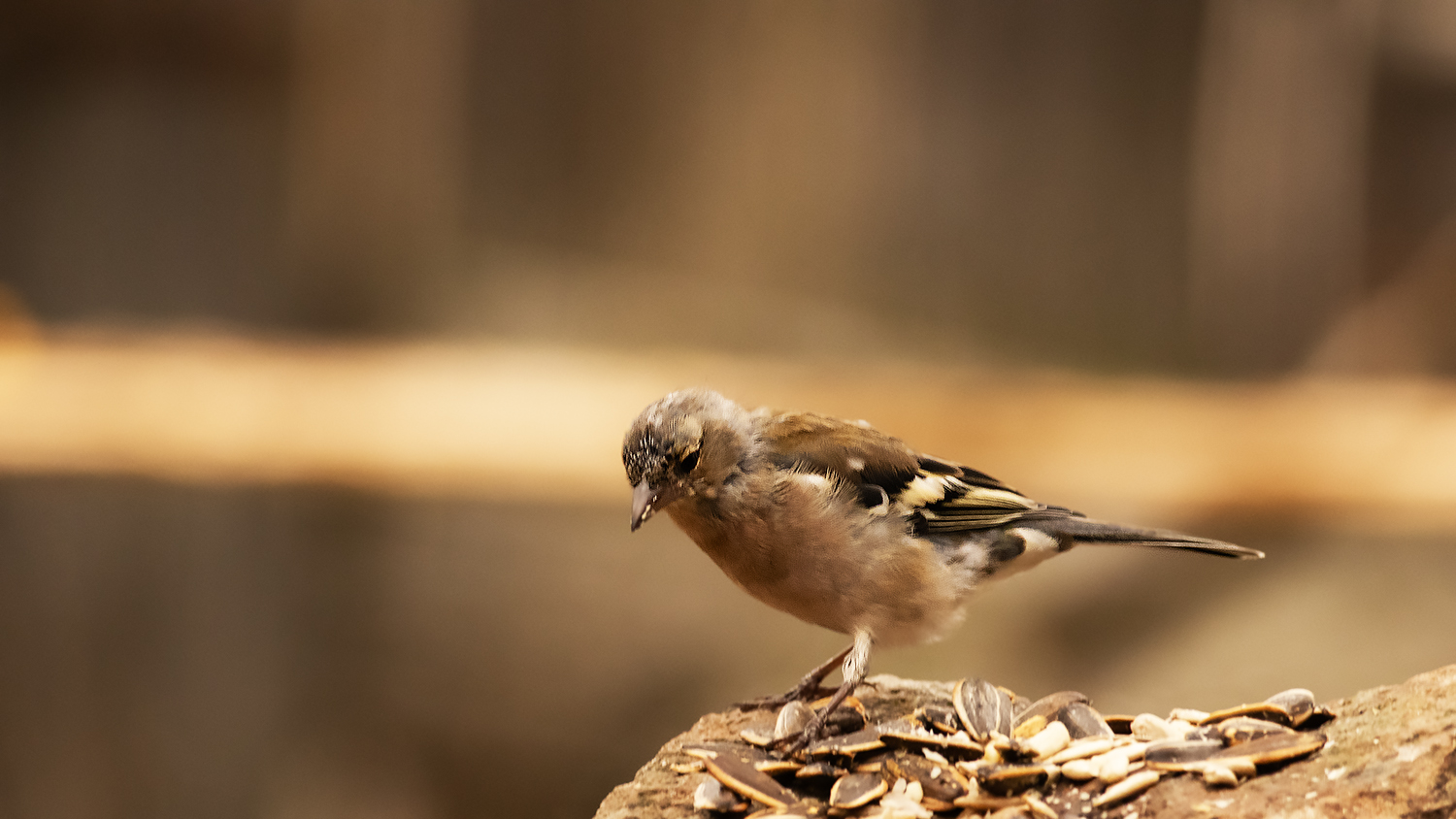 Common Chaffinch